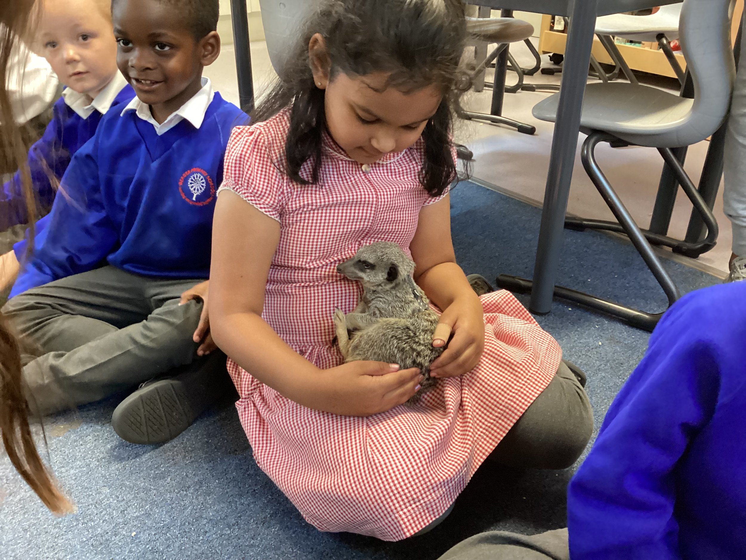 Animals UK Visit - Meerkat! 