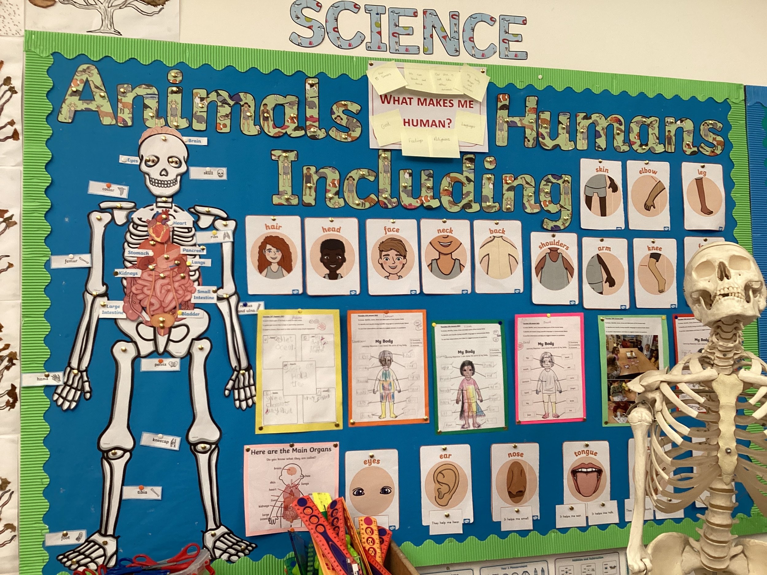 Science - Animals Including Humans!