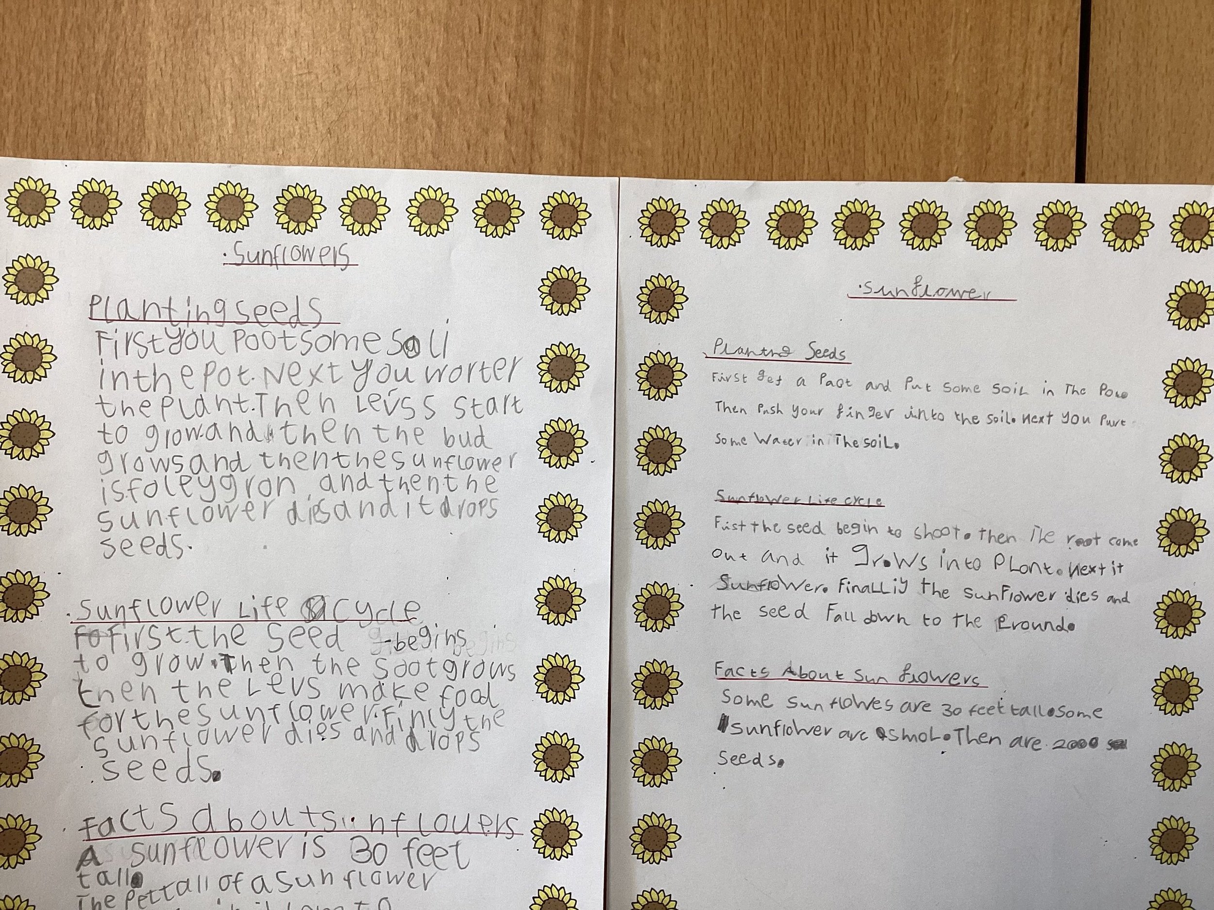 Literacy - Information About Sunflowers!