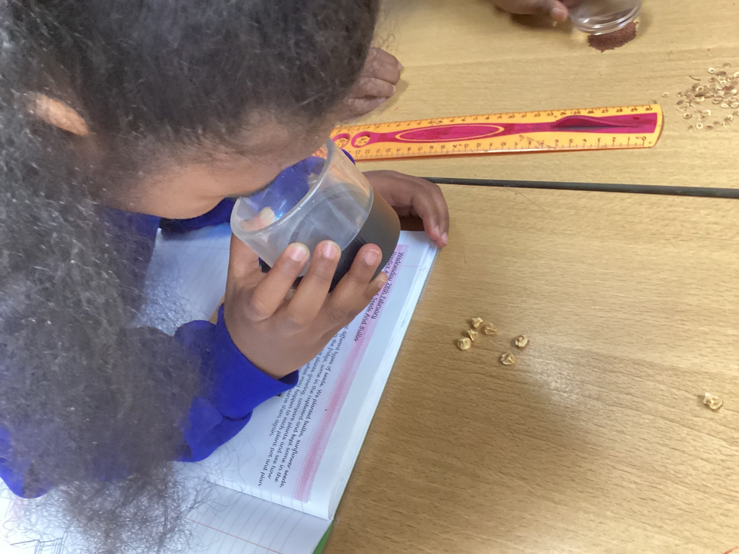 Science - Observation Of Bulbs And Seeds.
