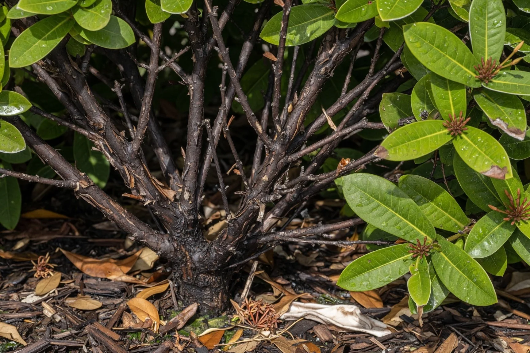 Cold Damage in Florida: The Problem That Shows Up Three Months Late