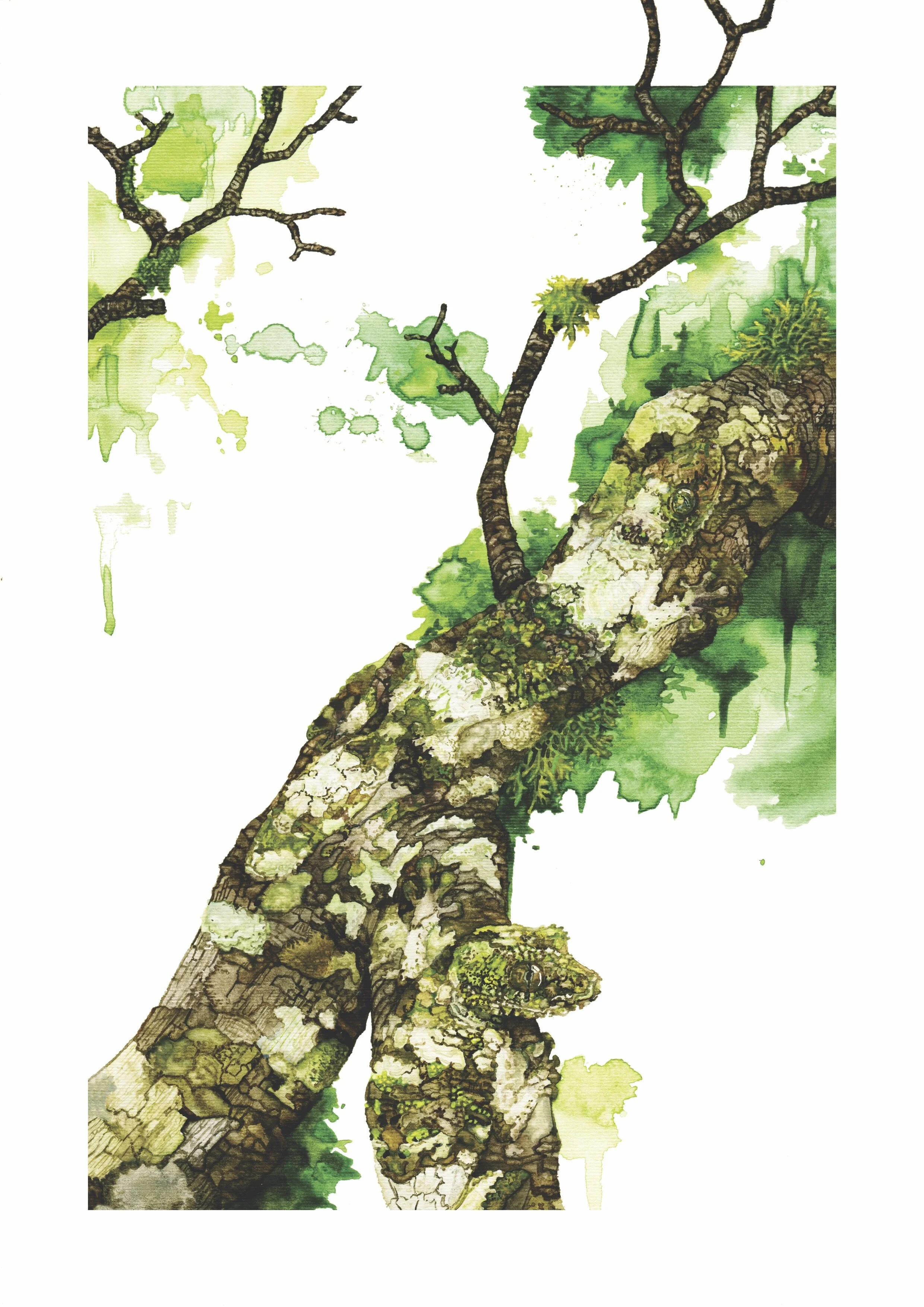 Moss Gecko - 2017