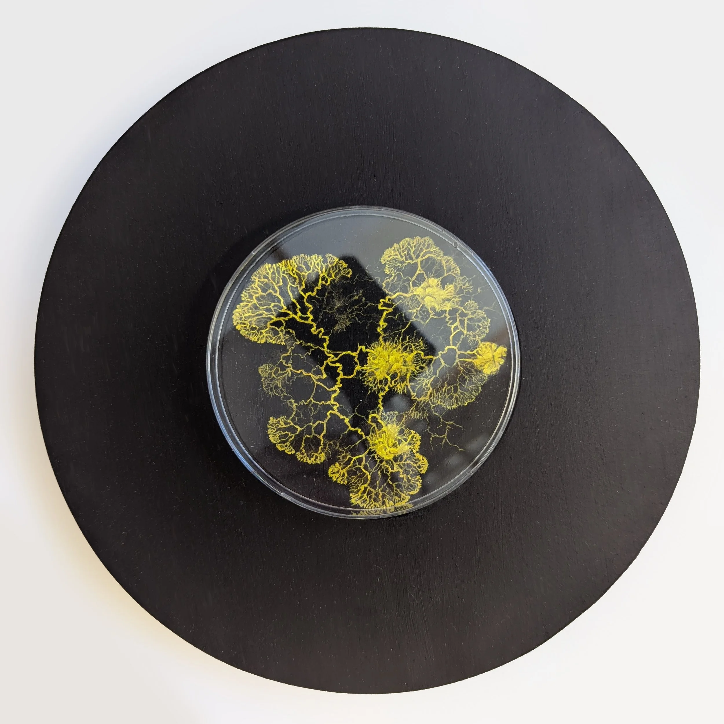Slime Study 2 - 2025