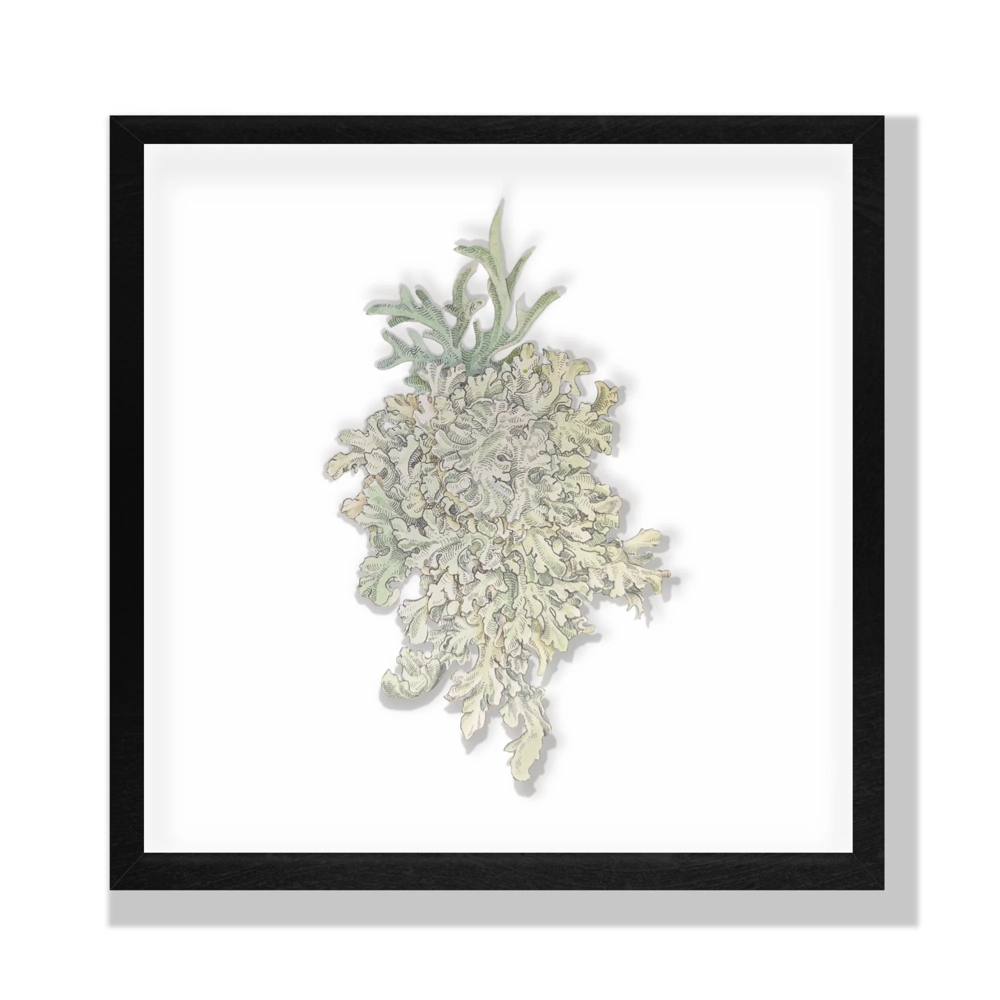 Lichen: An Individual - 2024