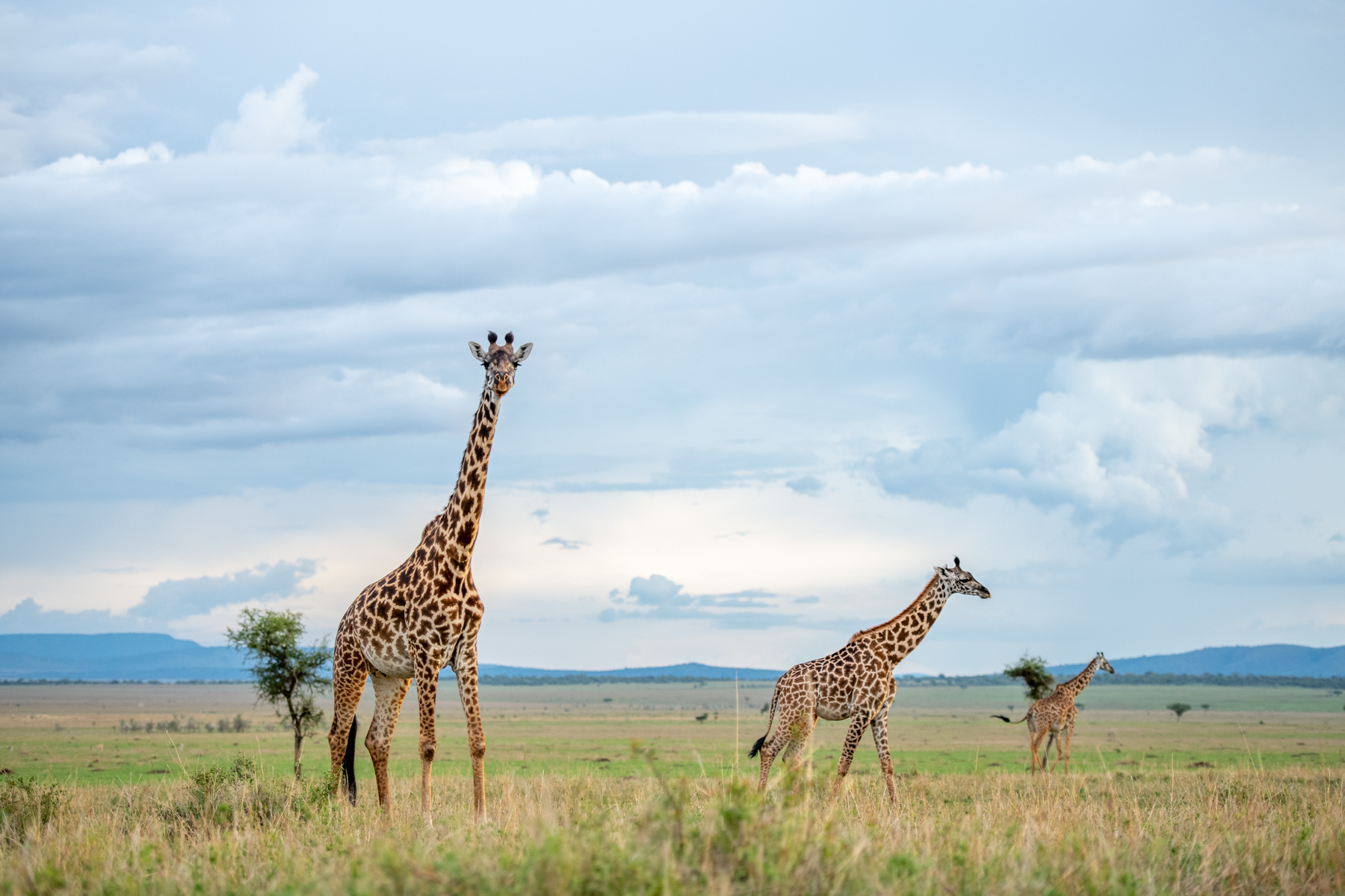 Giraffe _ Singita Grumeti Reserve _ Ross Couper 3.jpg