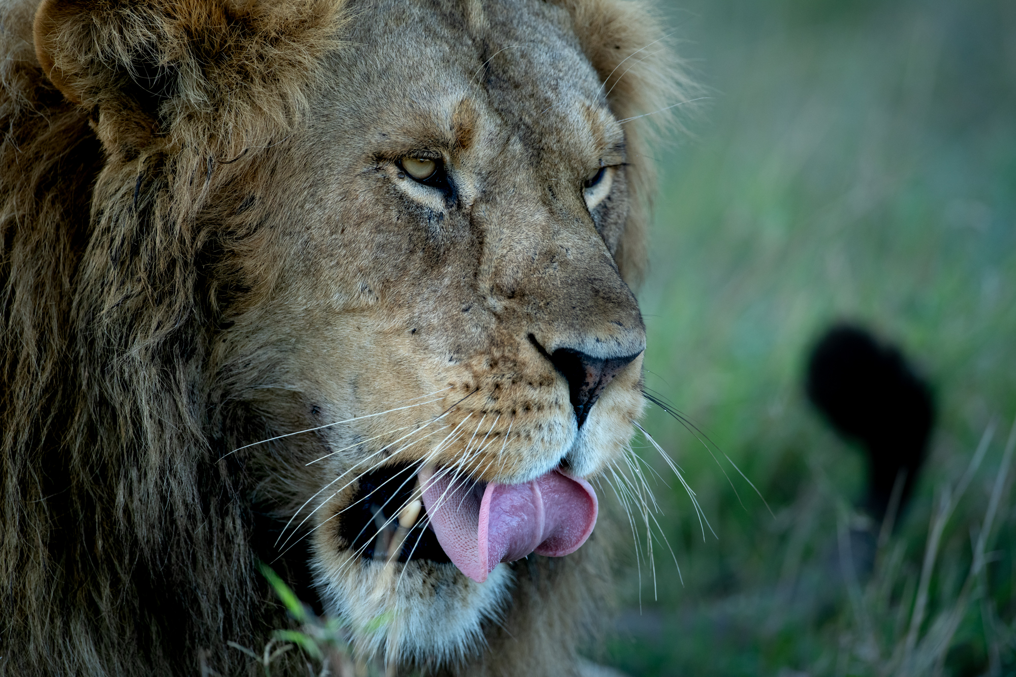 Lion _ Singita Grumeti Reserve _ Ross Couper 2.jpg