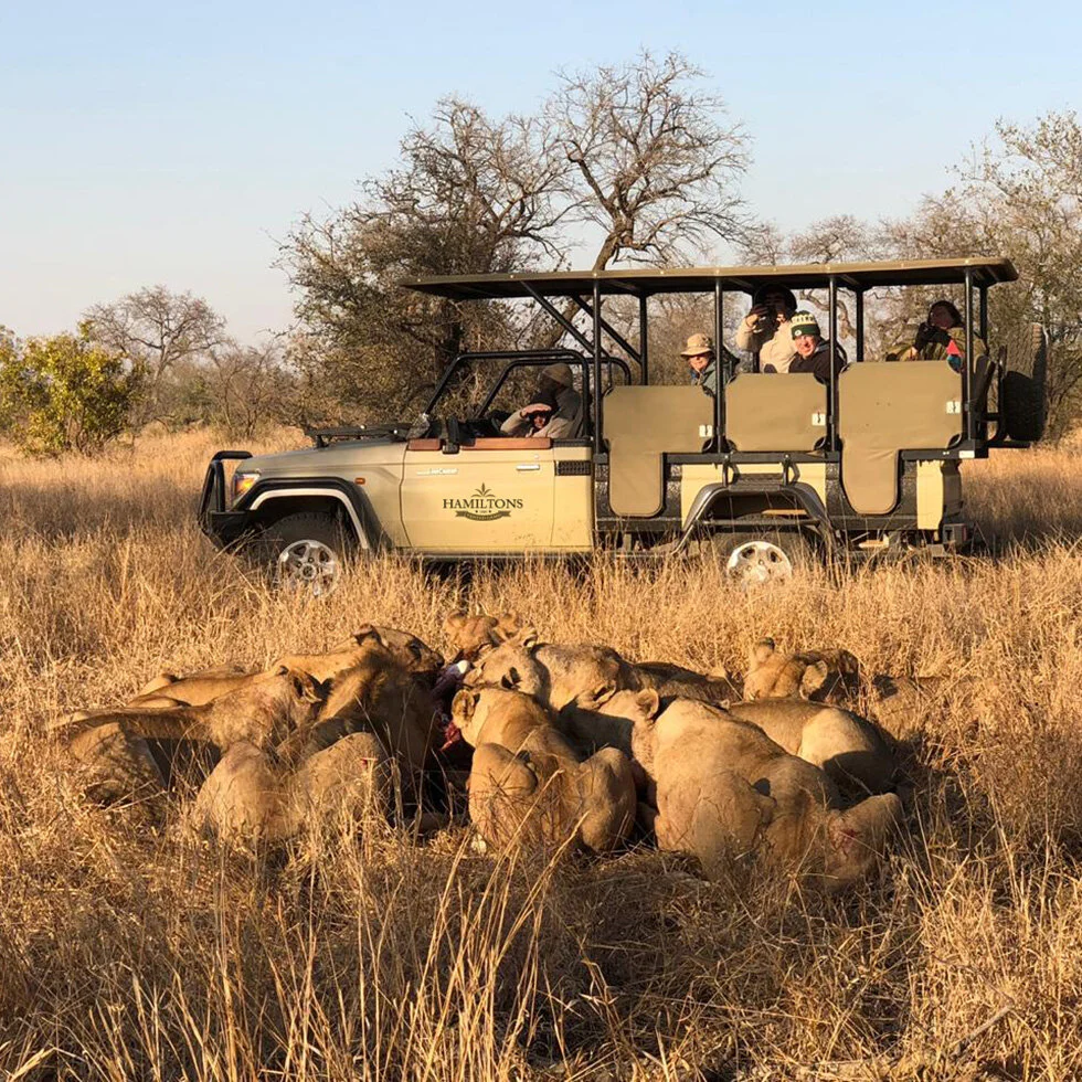 hamiltons-safari-experience.jpg