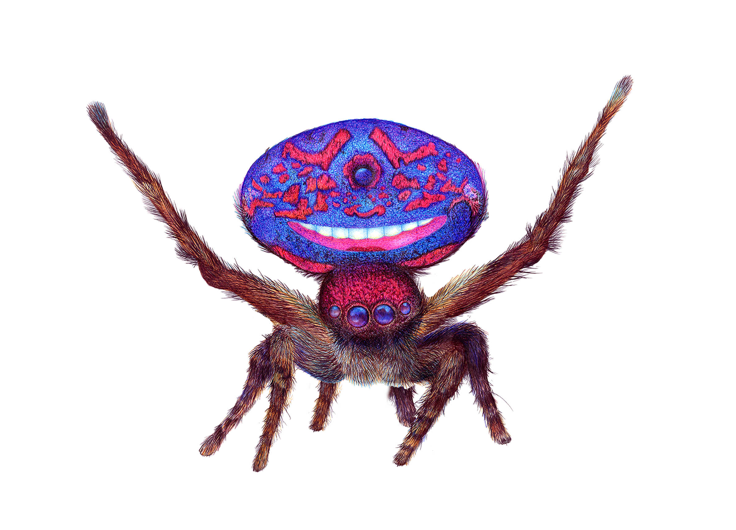 Peacock Spider copy.png