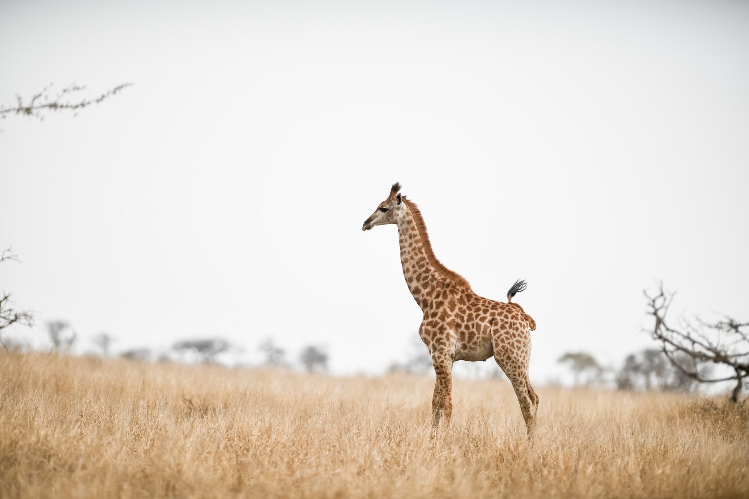 beautiful-shot-giraffe-savanna-field.jpg