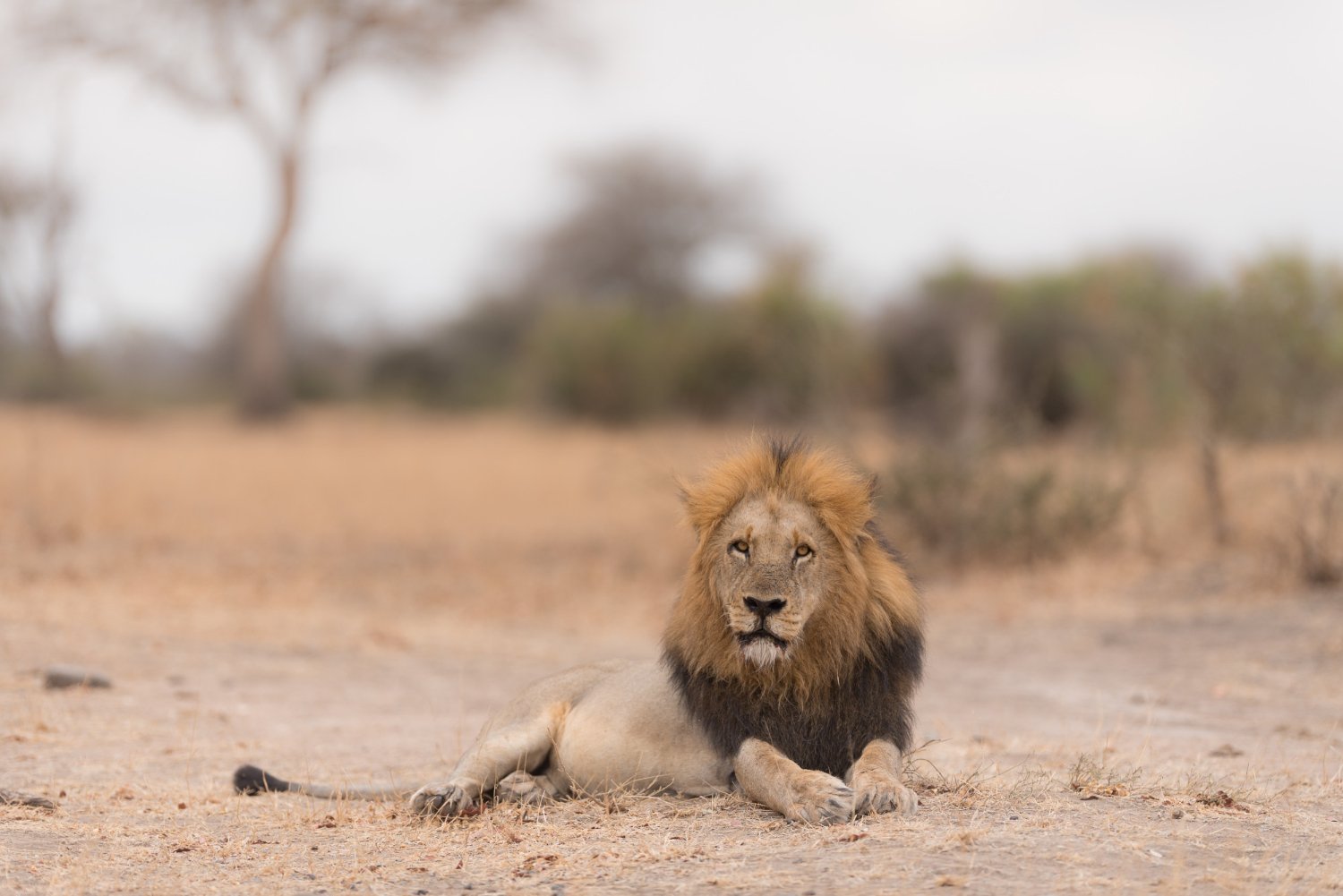 lion-laying-ground.jpg