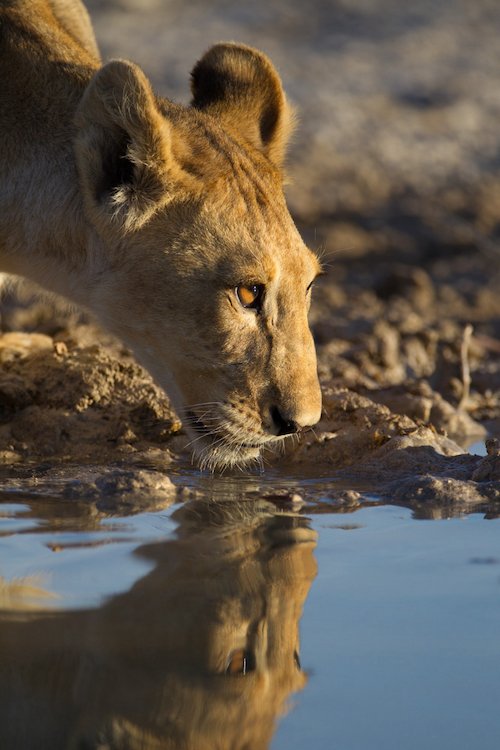 beautiful-lioness-drinking-water-from-lake-with-her-reflection-water.jpg