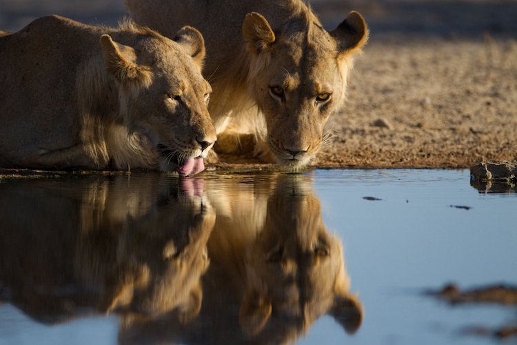 reflection-lionesses-drinking-water-from-small-pond.jpg