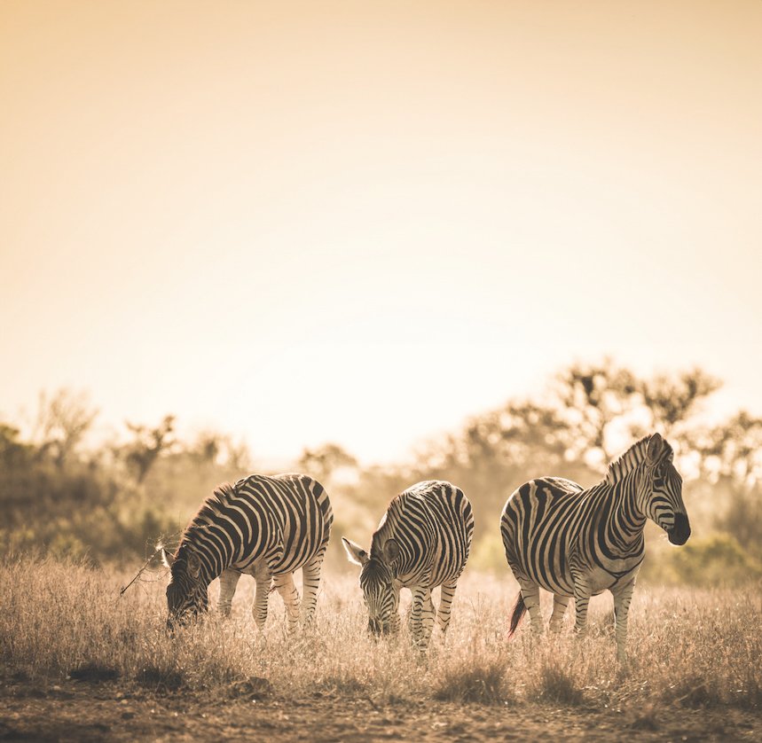 zebra-ai.jpg