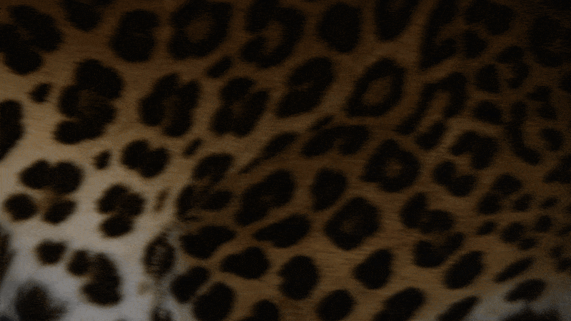 CARTIER CELEBRATES THE PANTHER