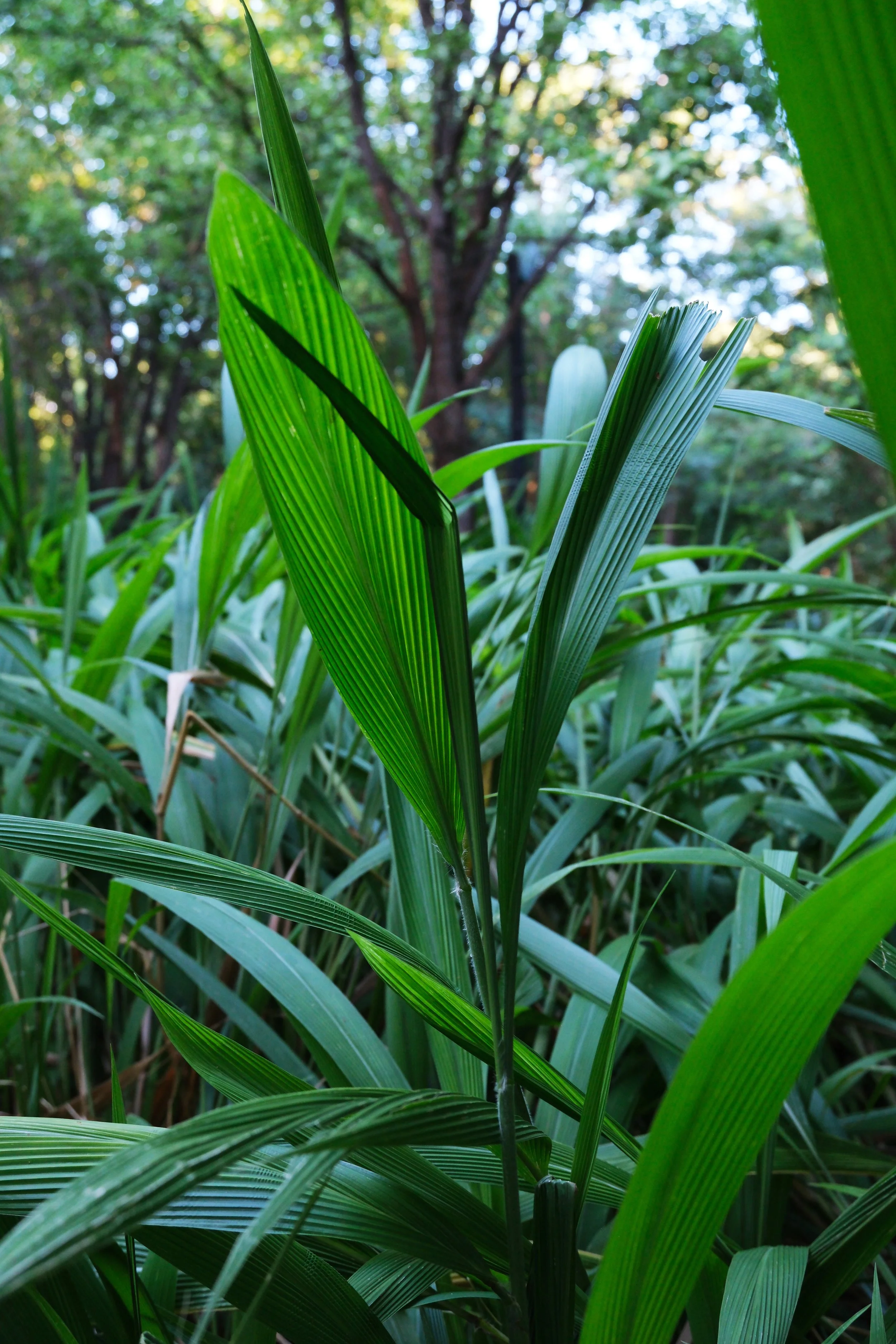 DSCF6227.JPG