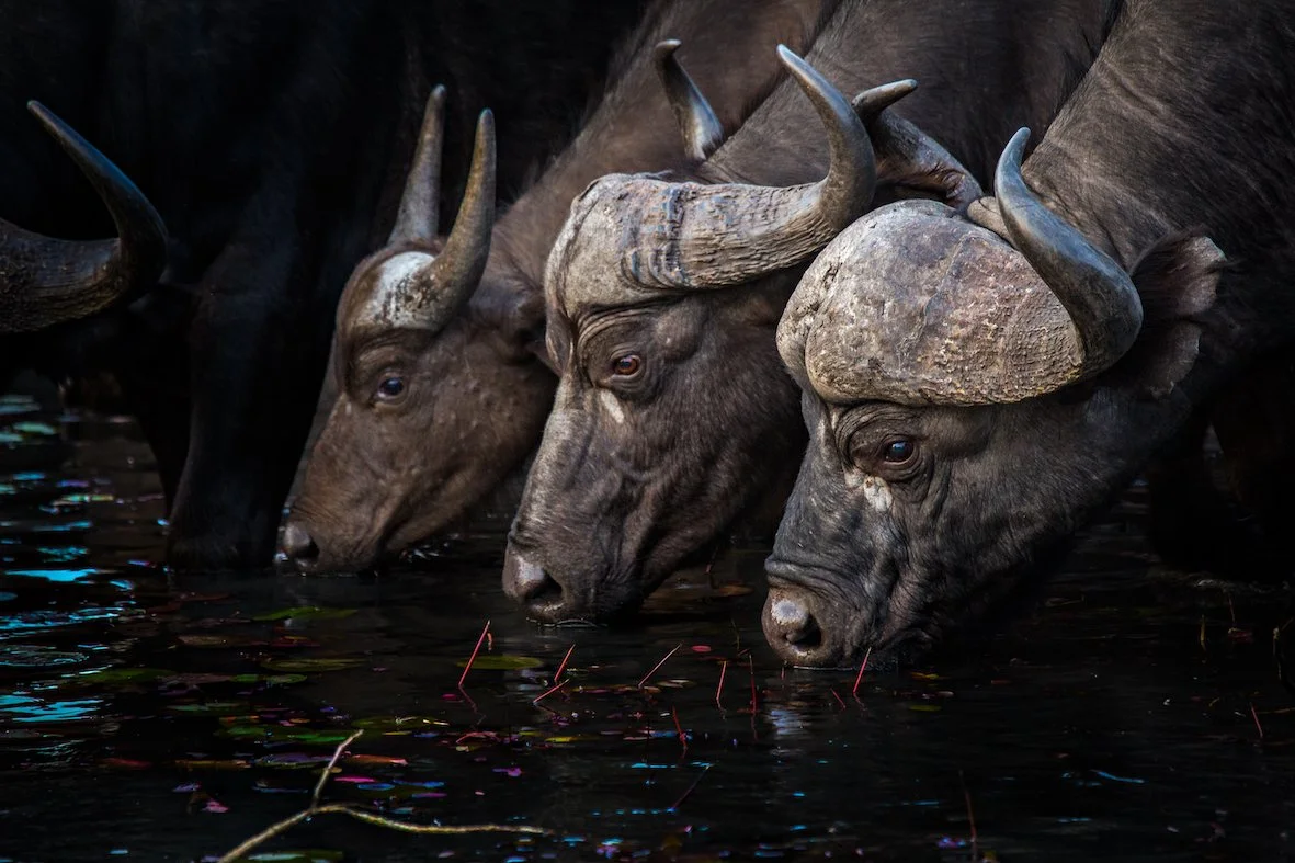 Motswari Private Game Reserve_Buffalo (1).jpg