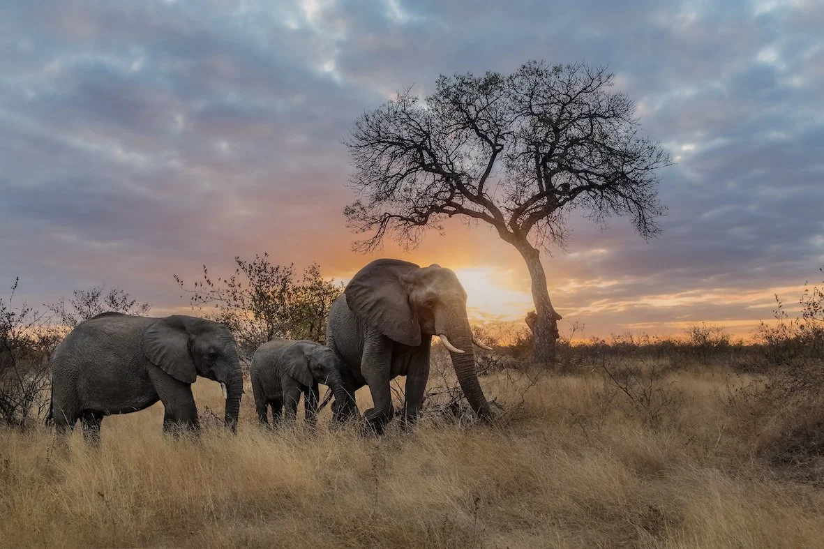 Motswari Private Game Reserve_Elephant (49).jpg