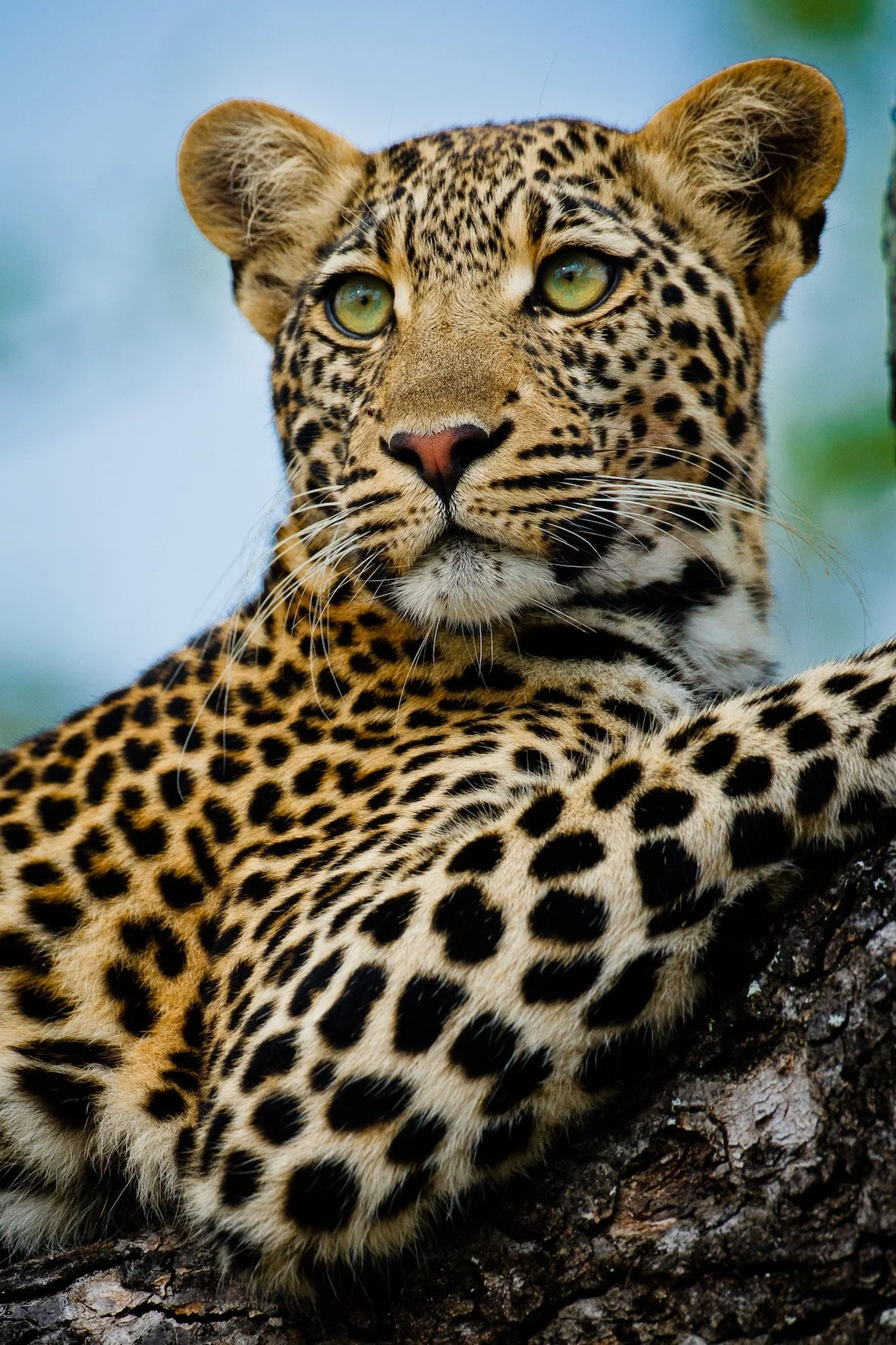Motswari Private Game Reserve_Leopard (8).jpg