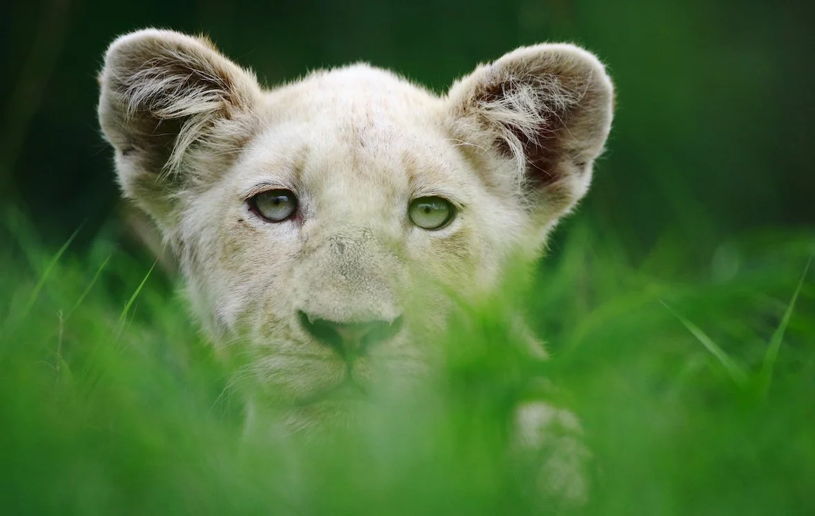 Motswari Private Game Reserve_Lion_Newmark (28).jpg