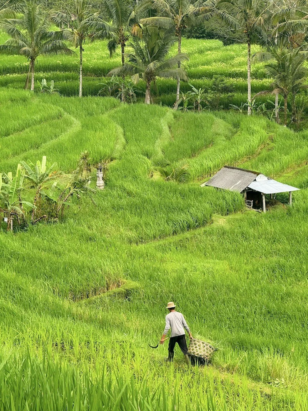 Rice fields Indonesa _ credit David Kuvaev.jpg