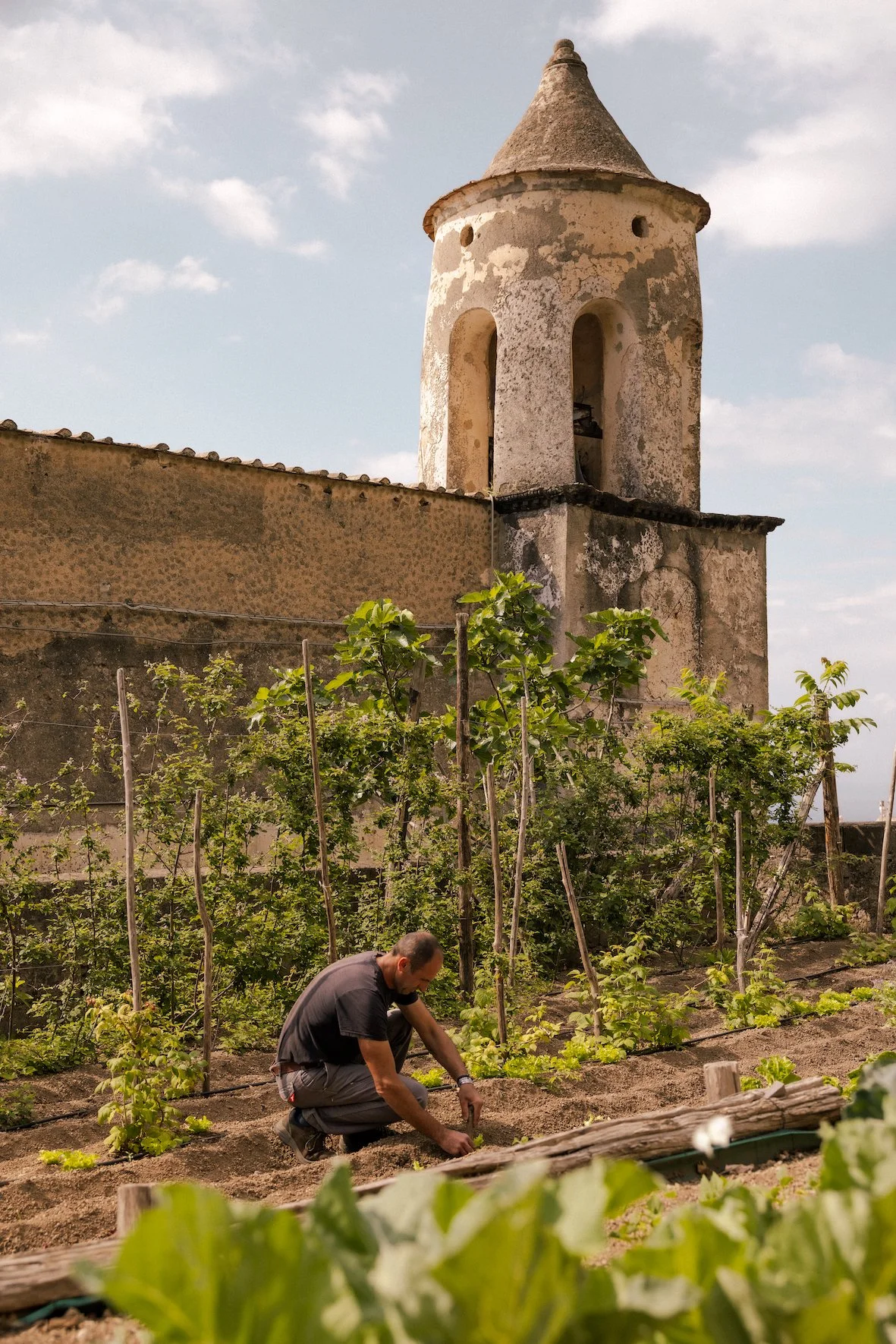 MSR_VegetableGarden3.jpg