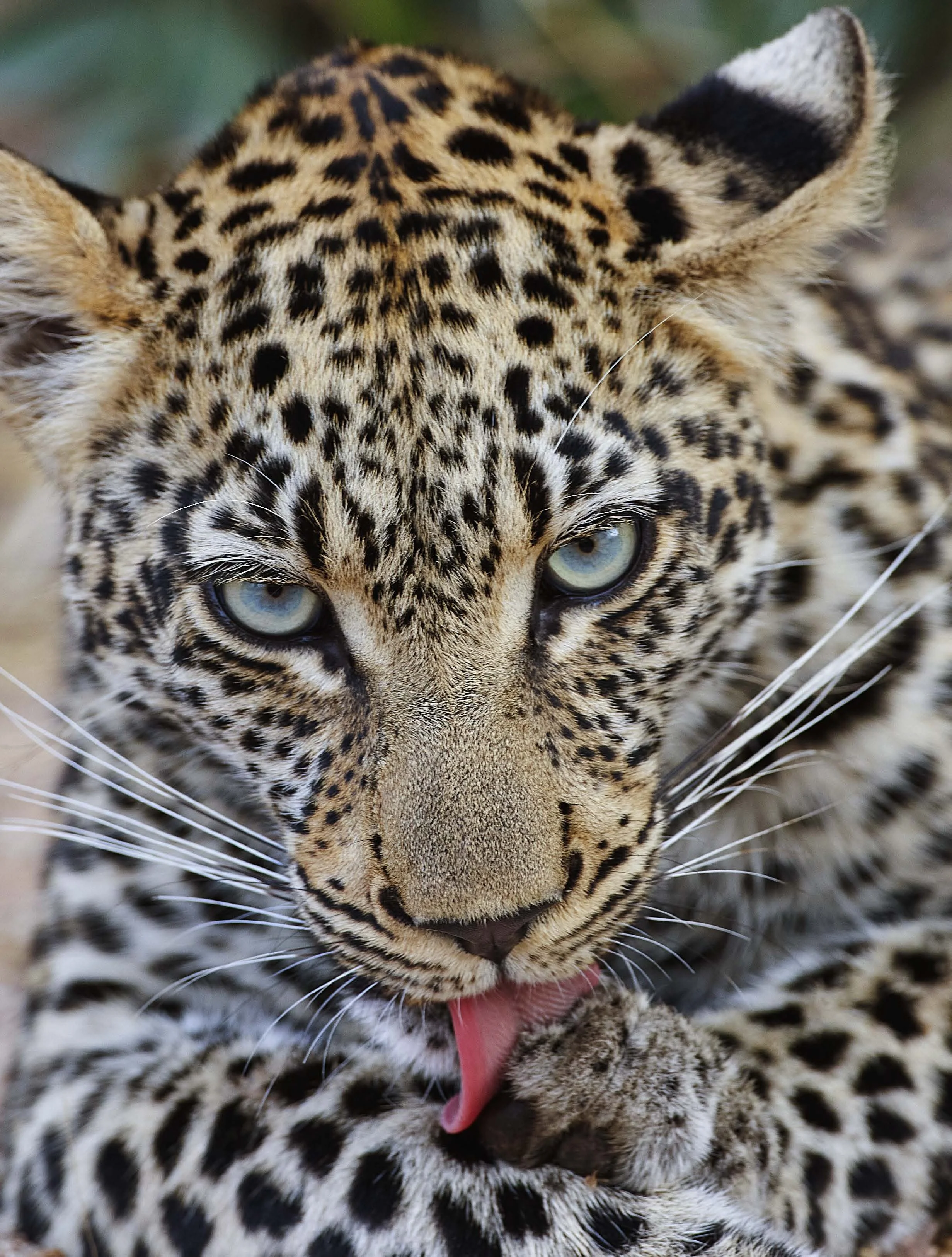 Motswari at Fifty: A Family, A Wilderness, A Legacy.