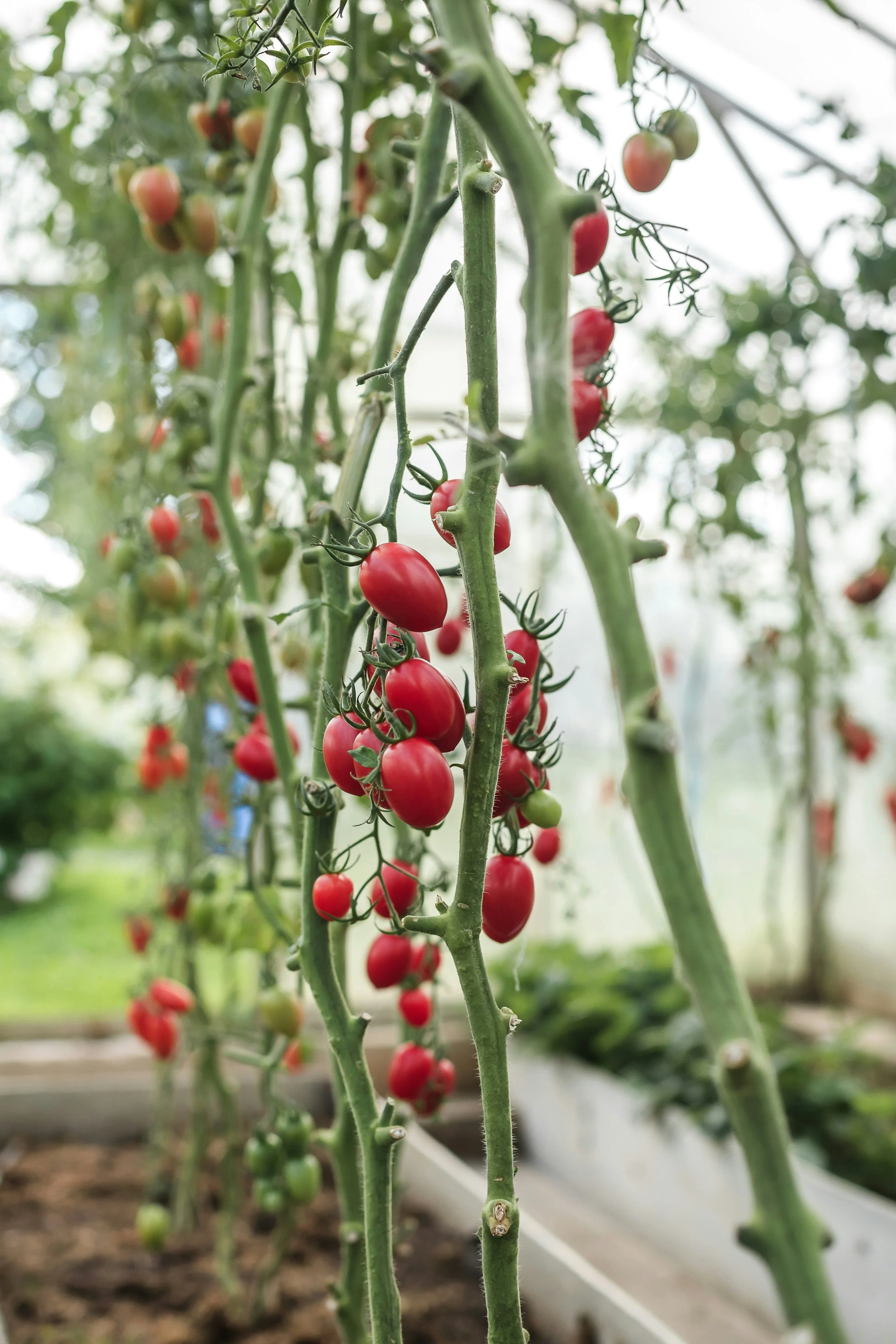 A Greener Take On Modern Living: Growing Under Glass