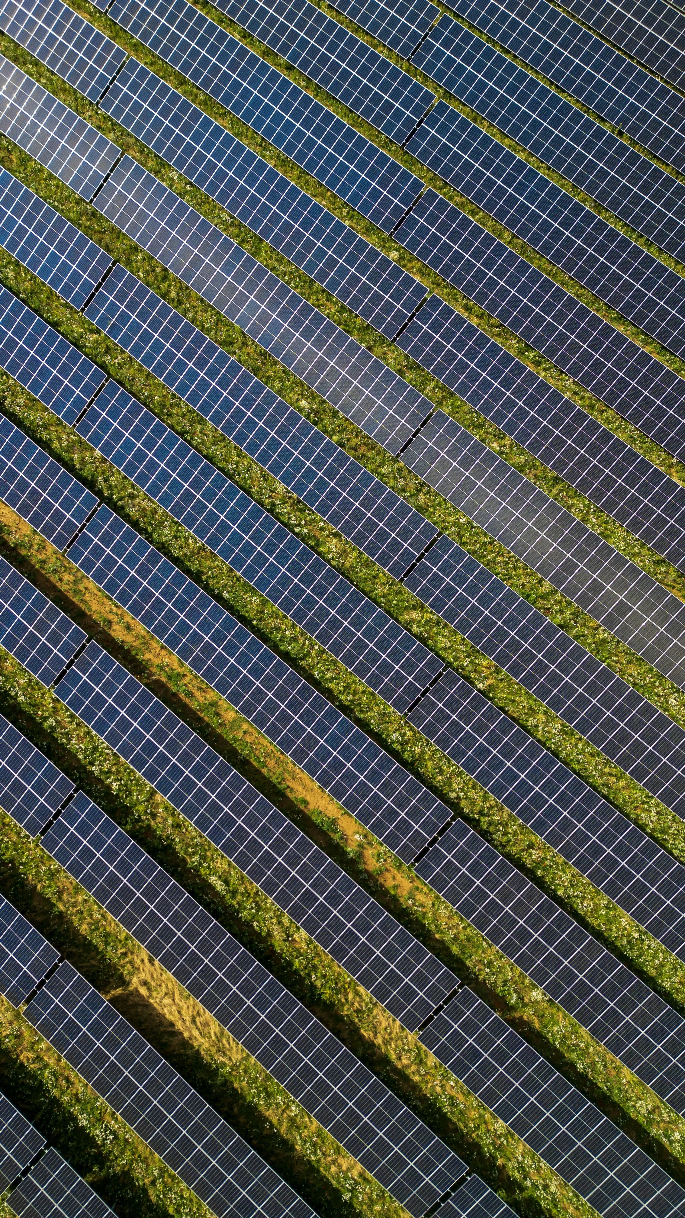 Commercial Solar and the Future of Business Energy Management