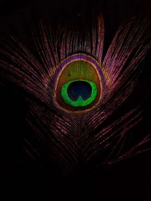 hitm peack feather 2photo-1536570729710-552e7eb8ff1c.jpg
