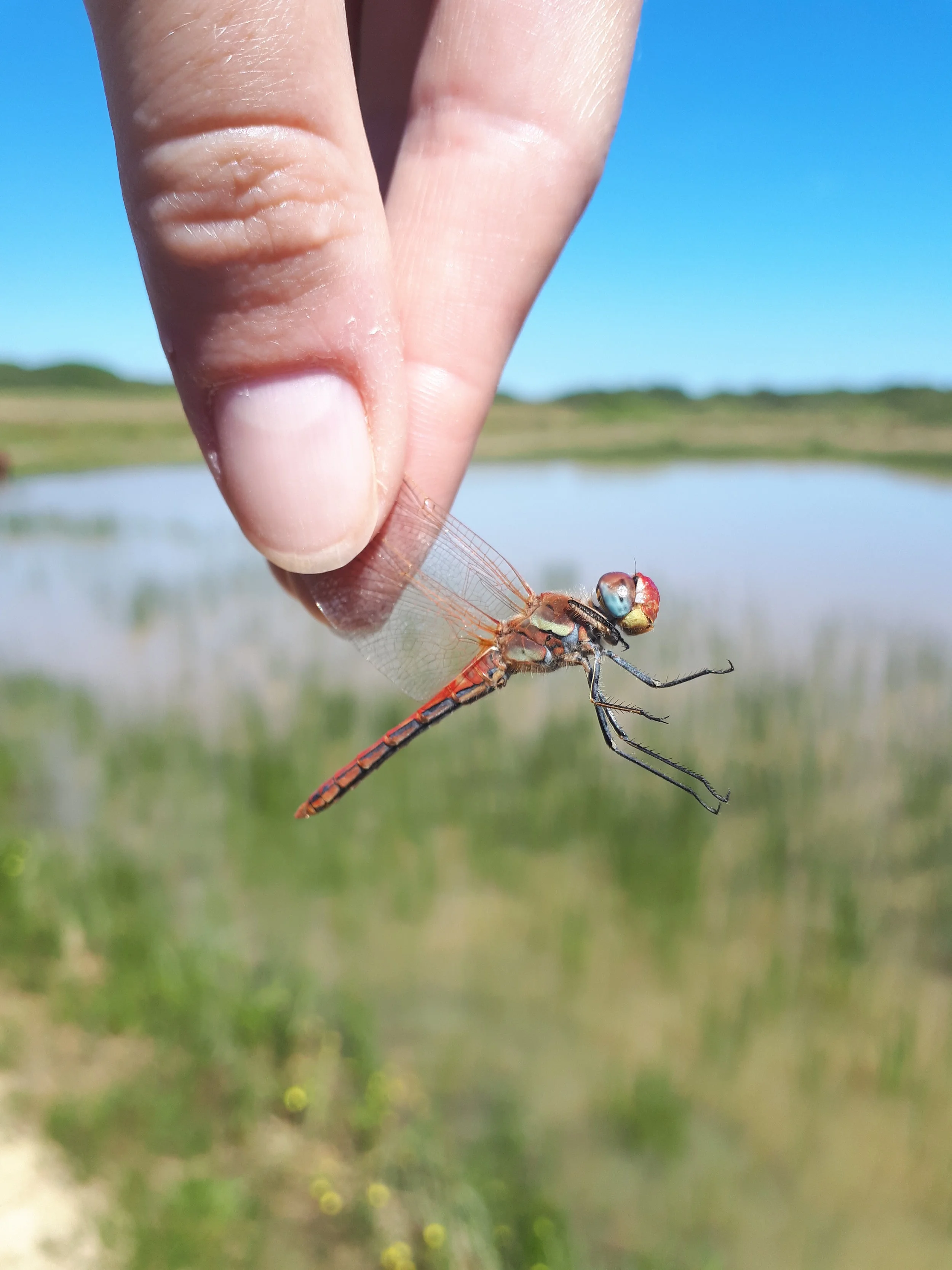 How to catch a dragon