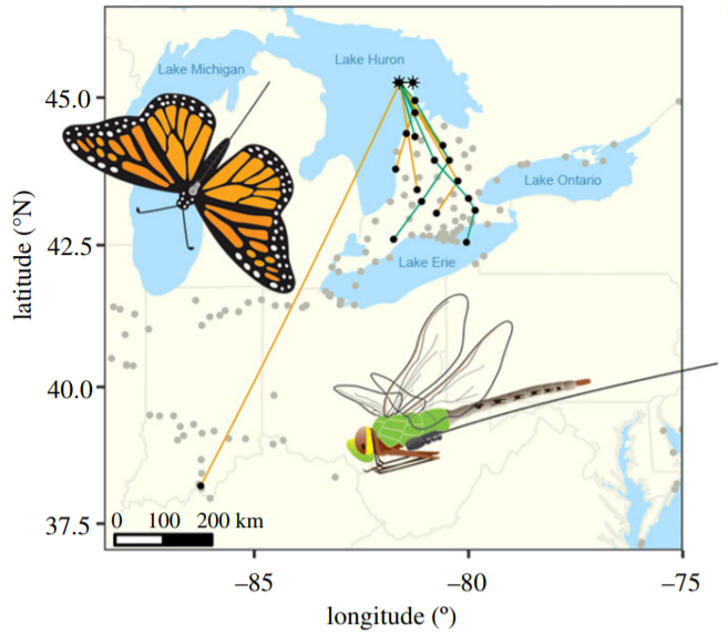 New study tracked migrating dragonflies with miniaturised tags
