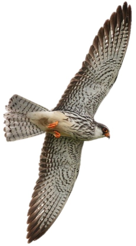 Falcon, Bird of Prey, Hunting & Migration