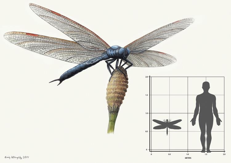 Six wings and giants -the earliest fliers and largest insects that ever  lived — Ecosystems in the Sky