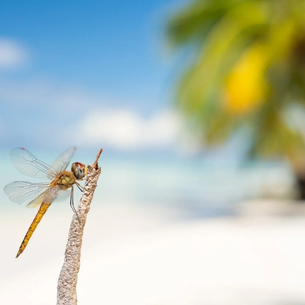 Fieldwork in the Maldives