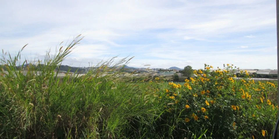 Winter blooms, Dalat (2012). © Esther Vincent Xueming