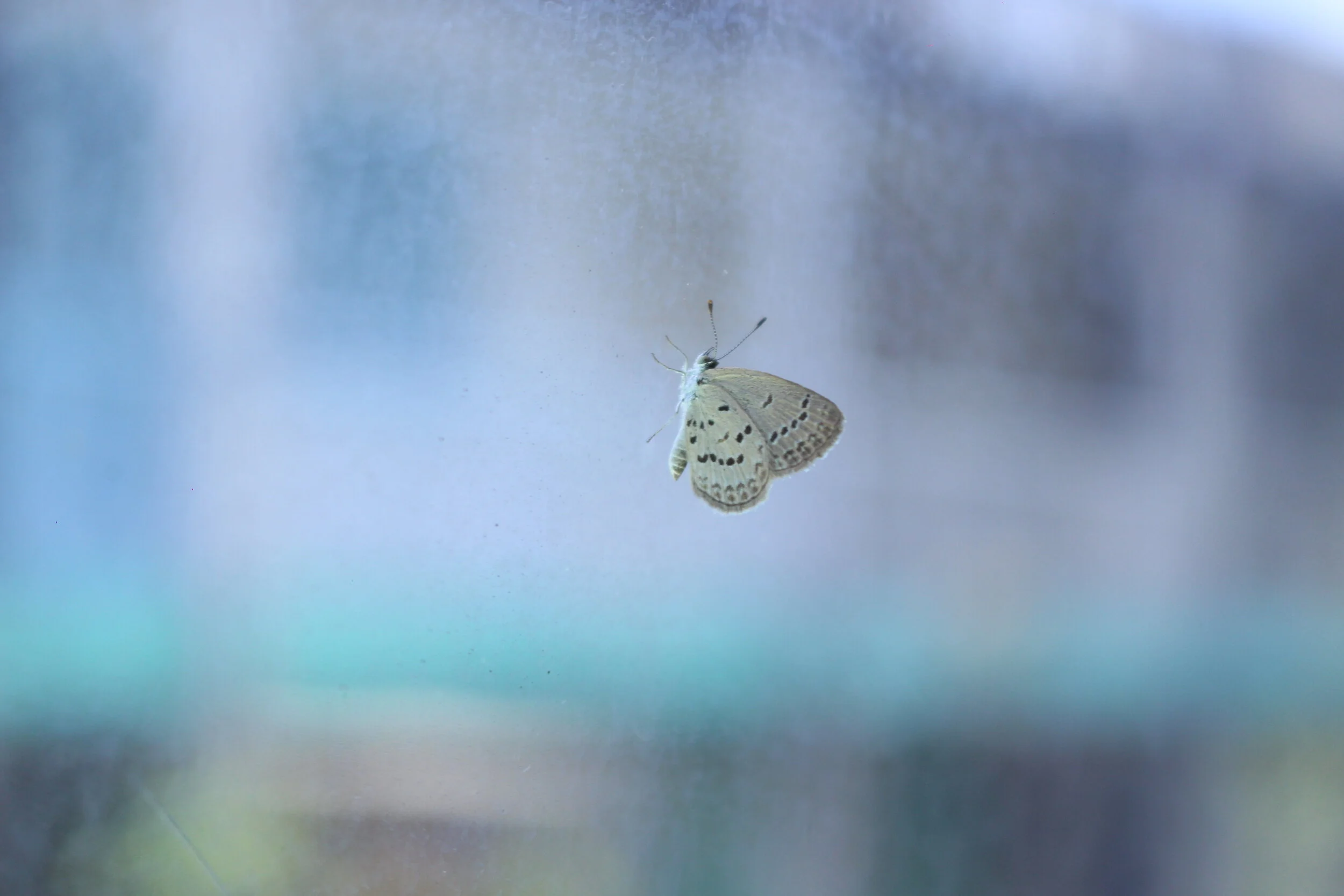 #windowmoth
