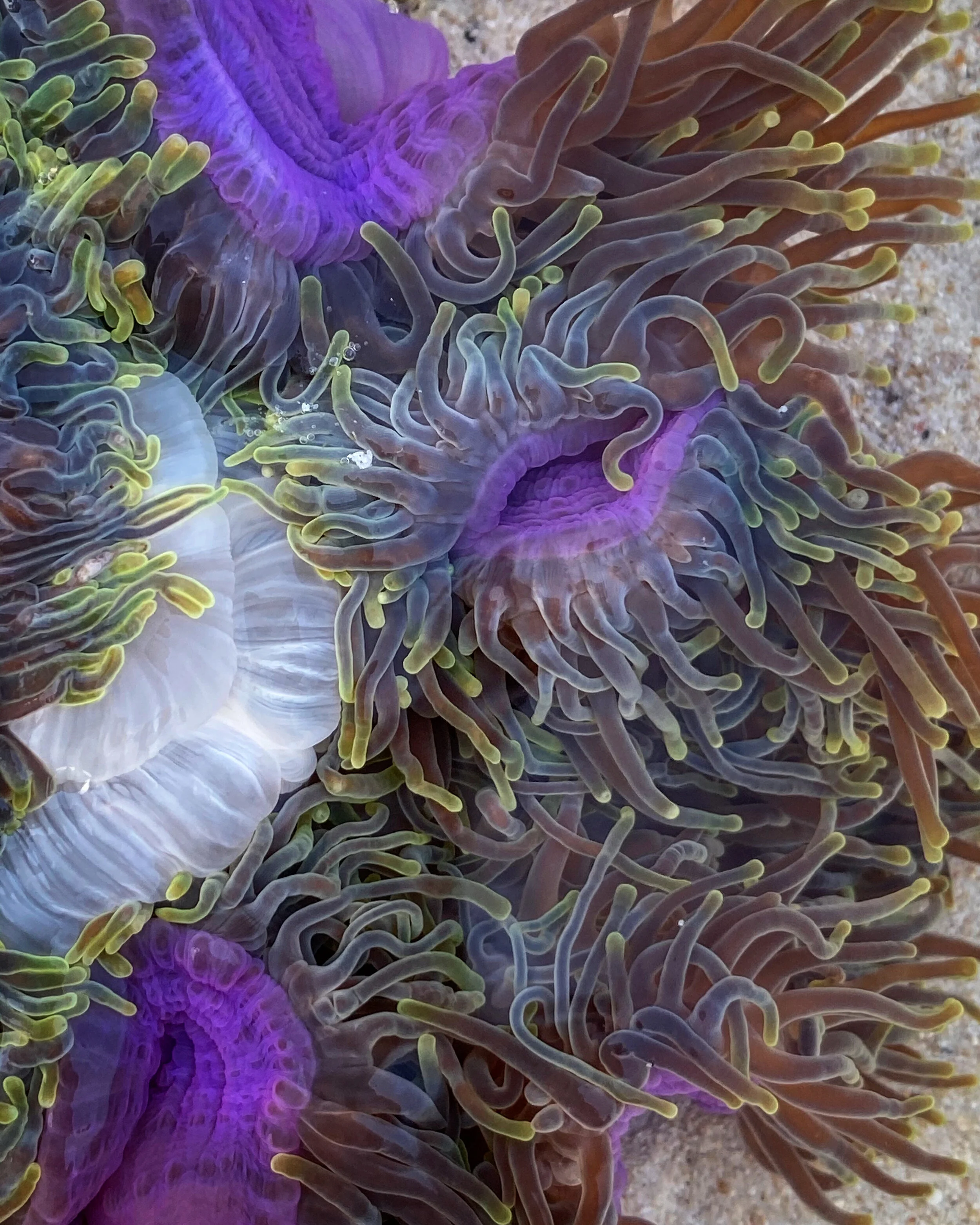 Sea Anemone © Ernest Goh / @TheAnimalBookCo