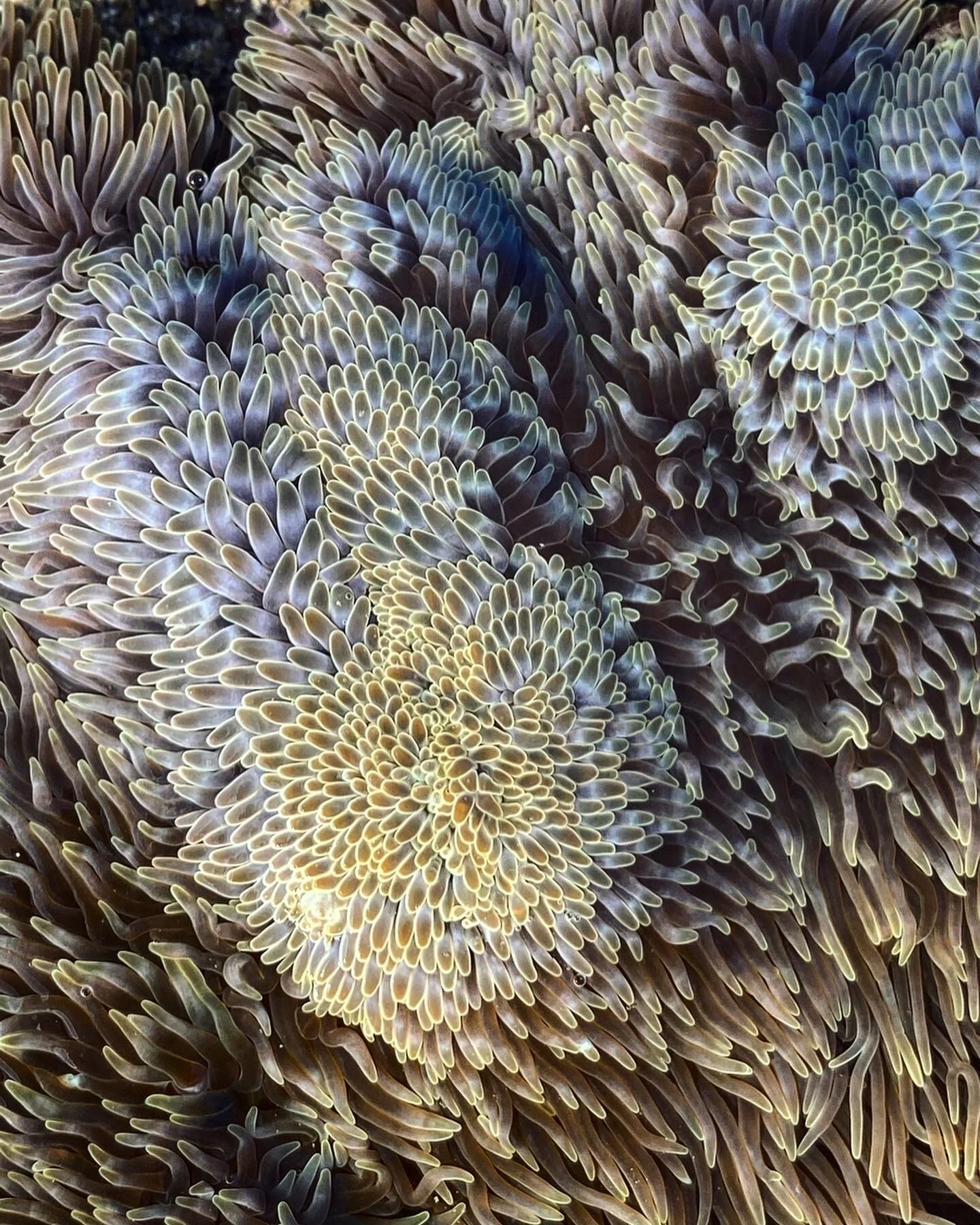 Sea Anemone© Ernest Goh / @TheAnimalBookCo