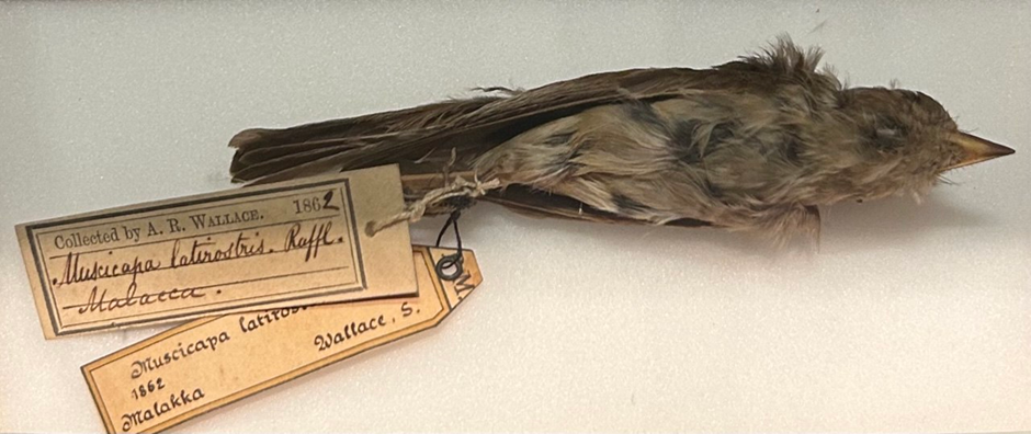 Asian Brown Flycatcher, Shot in Malakka (1862)
