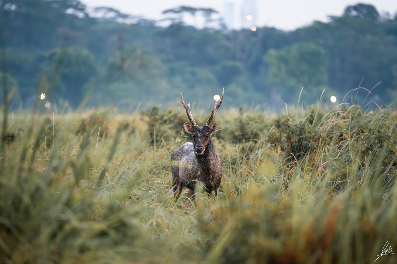 Singapore’s Sambar Deer 