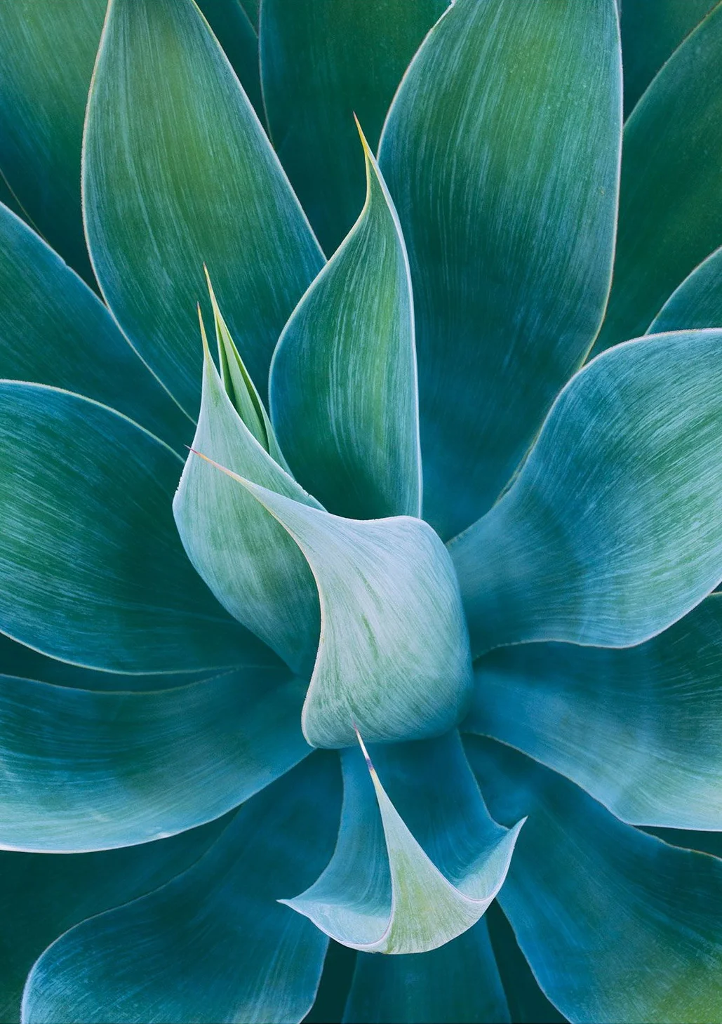 agave-blue-02.jpg