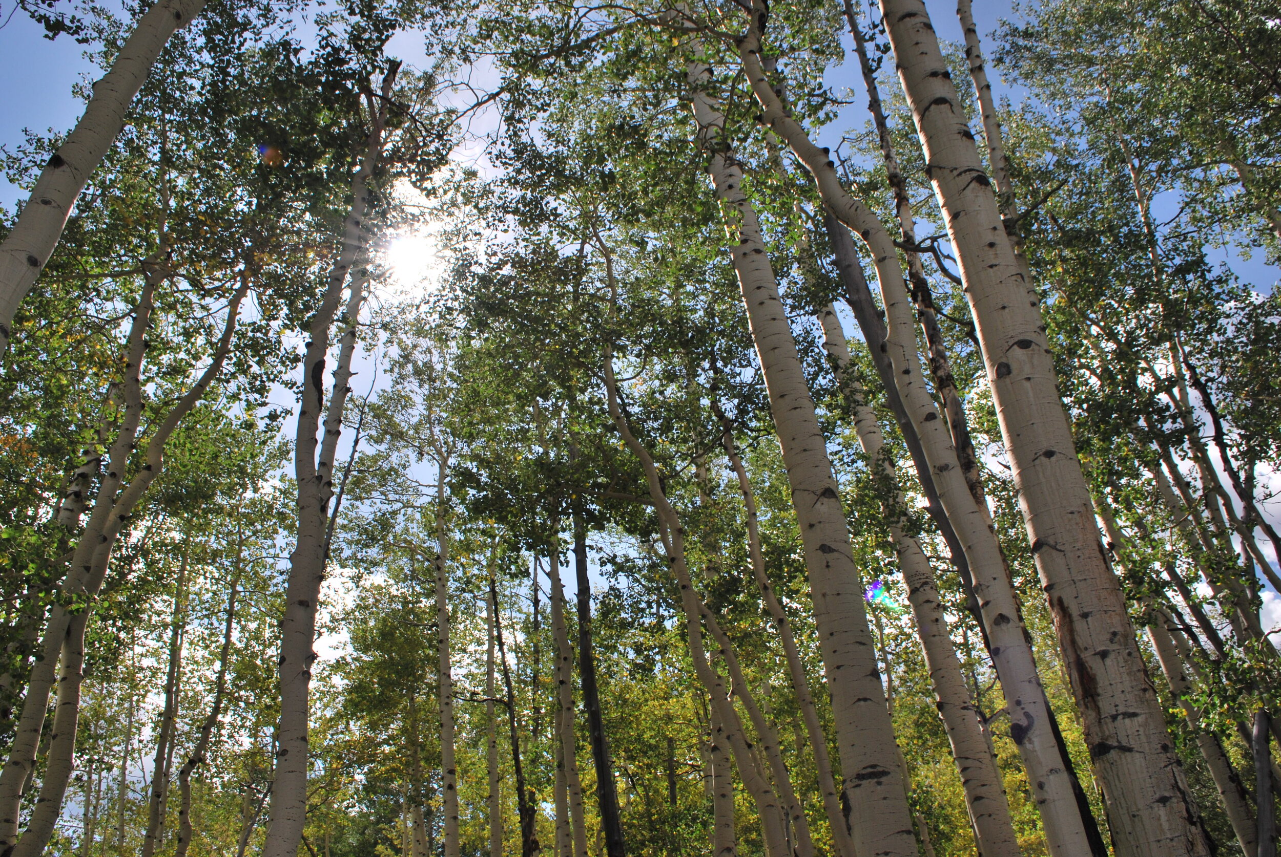 aspens_1_orig.JPG