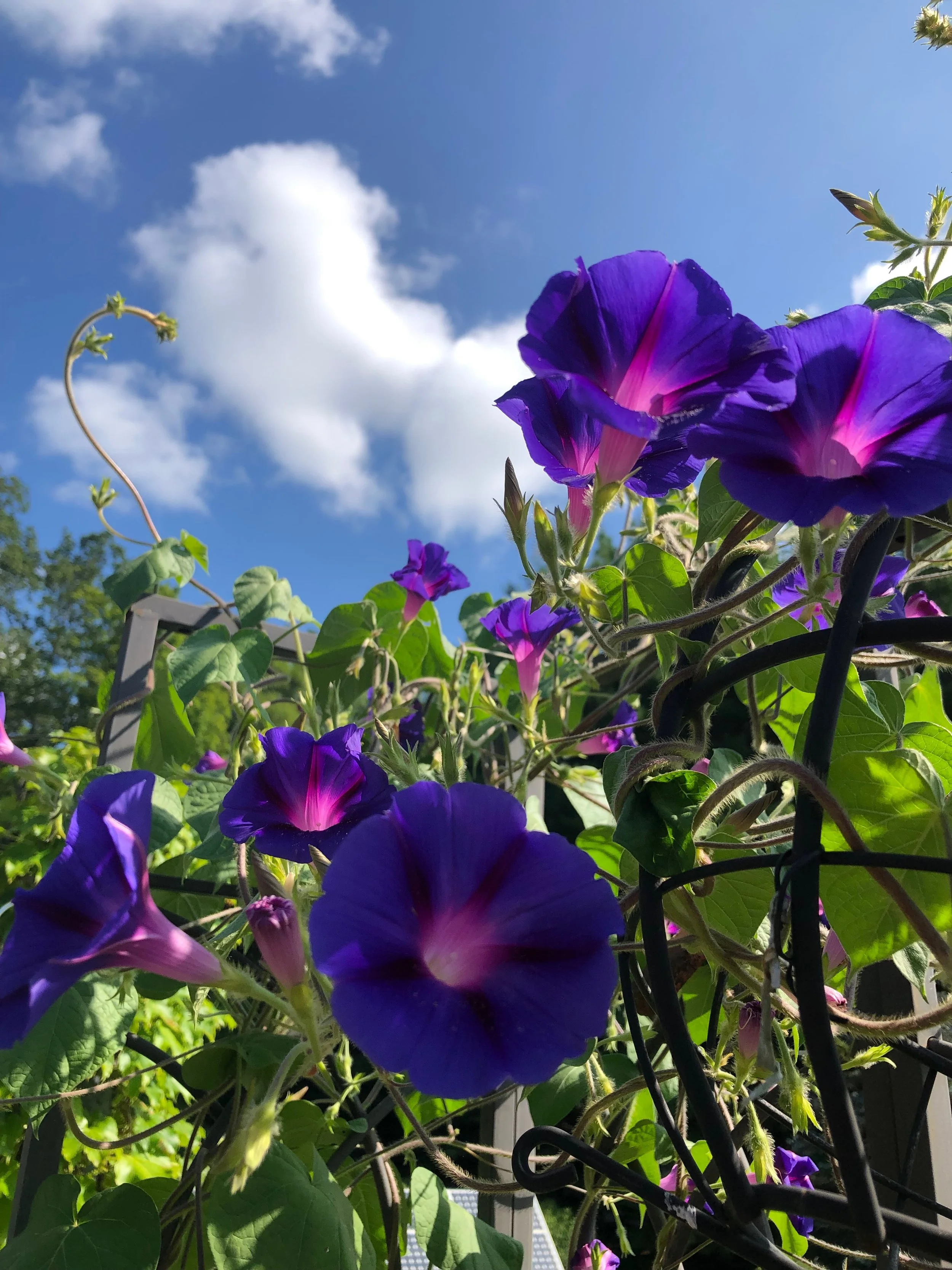 IMG_7693.jpeg