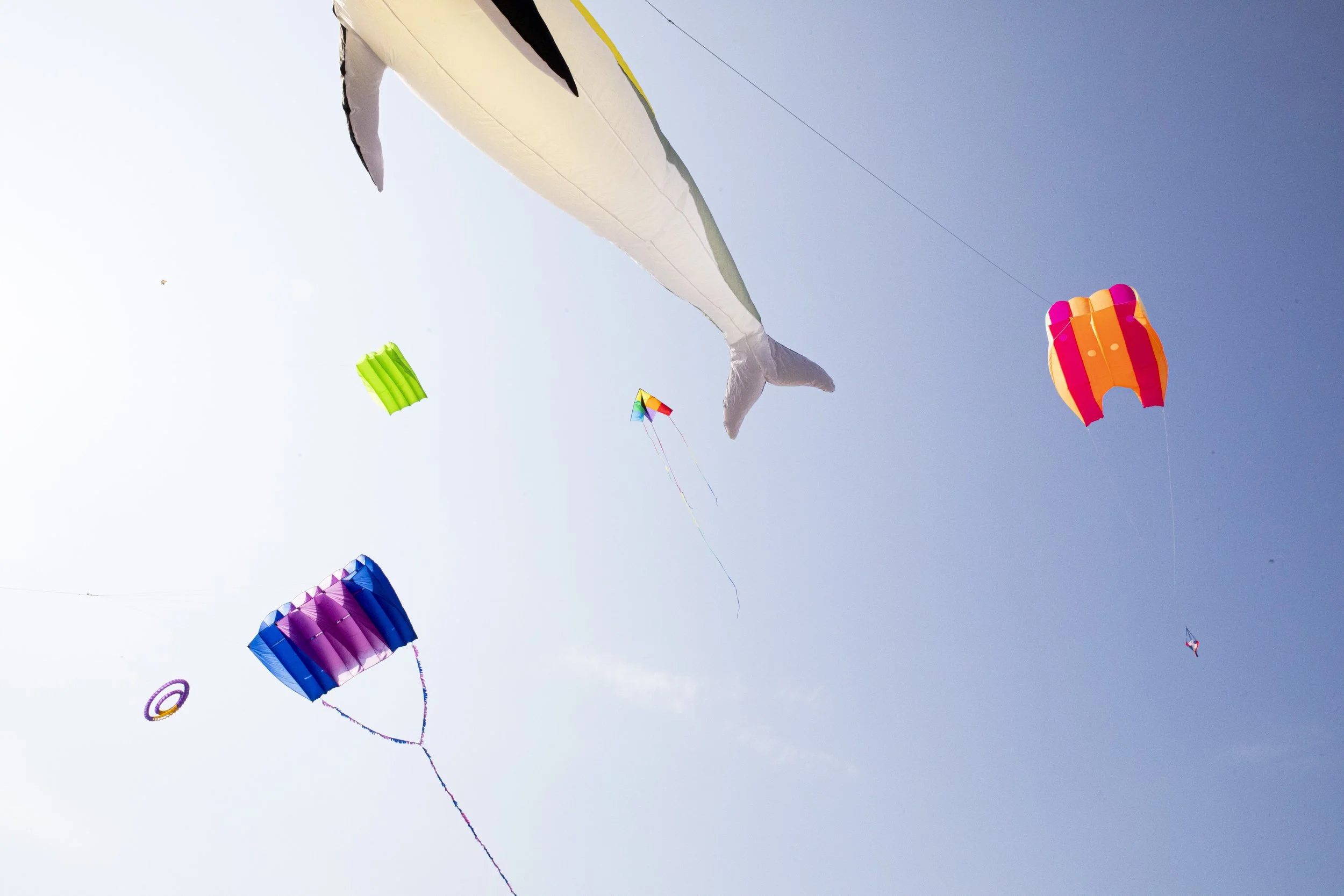 KitesRandom.JPG