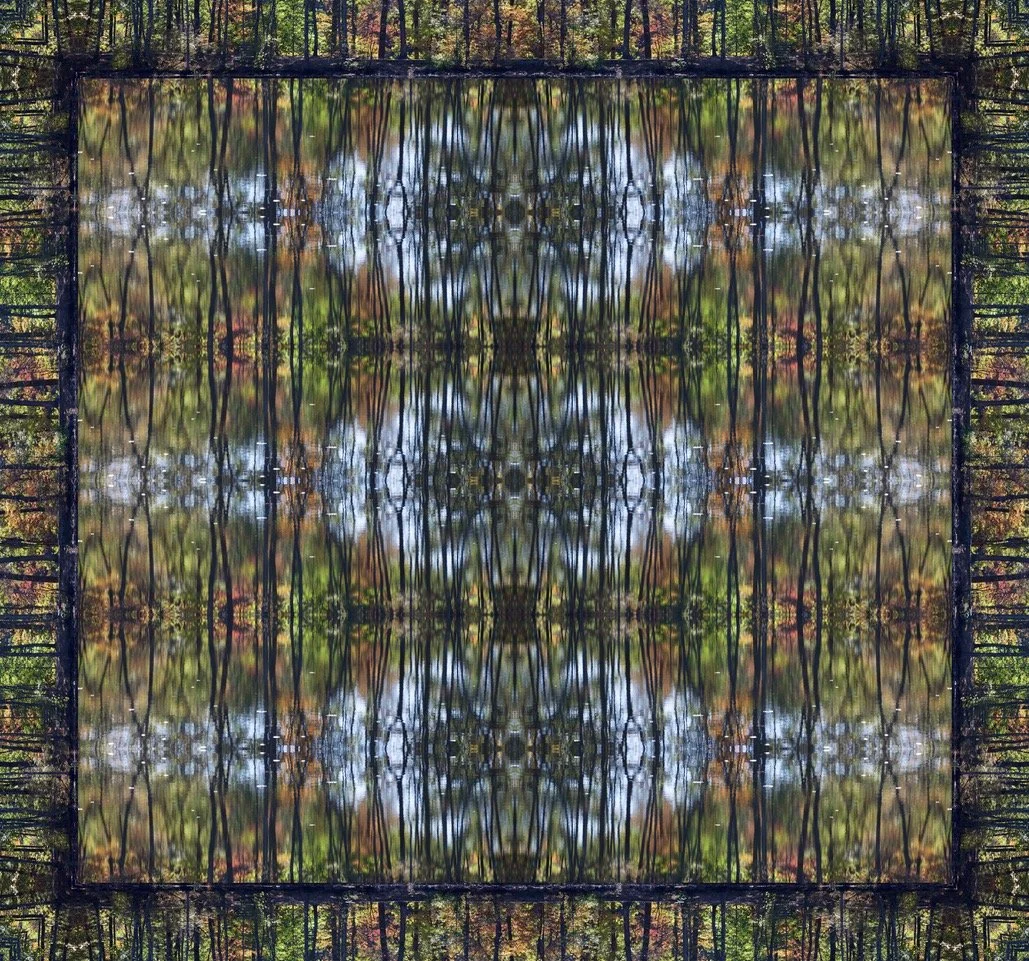 birchwood tree reflection (1) (1).jpeg