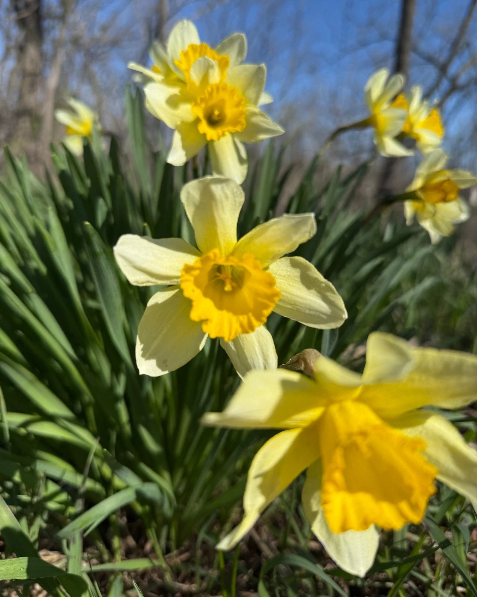 "Those daffodils that sprout up in unusual places on our property &mdash; there&rsquo;s something beautiful in their ongoing resiliency, but there&rsquo;s also something lonely about their placement. They&rsquo;re in places that don&rsquo;t rece