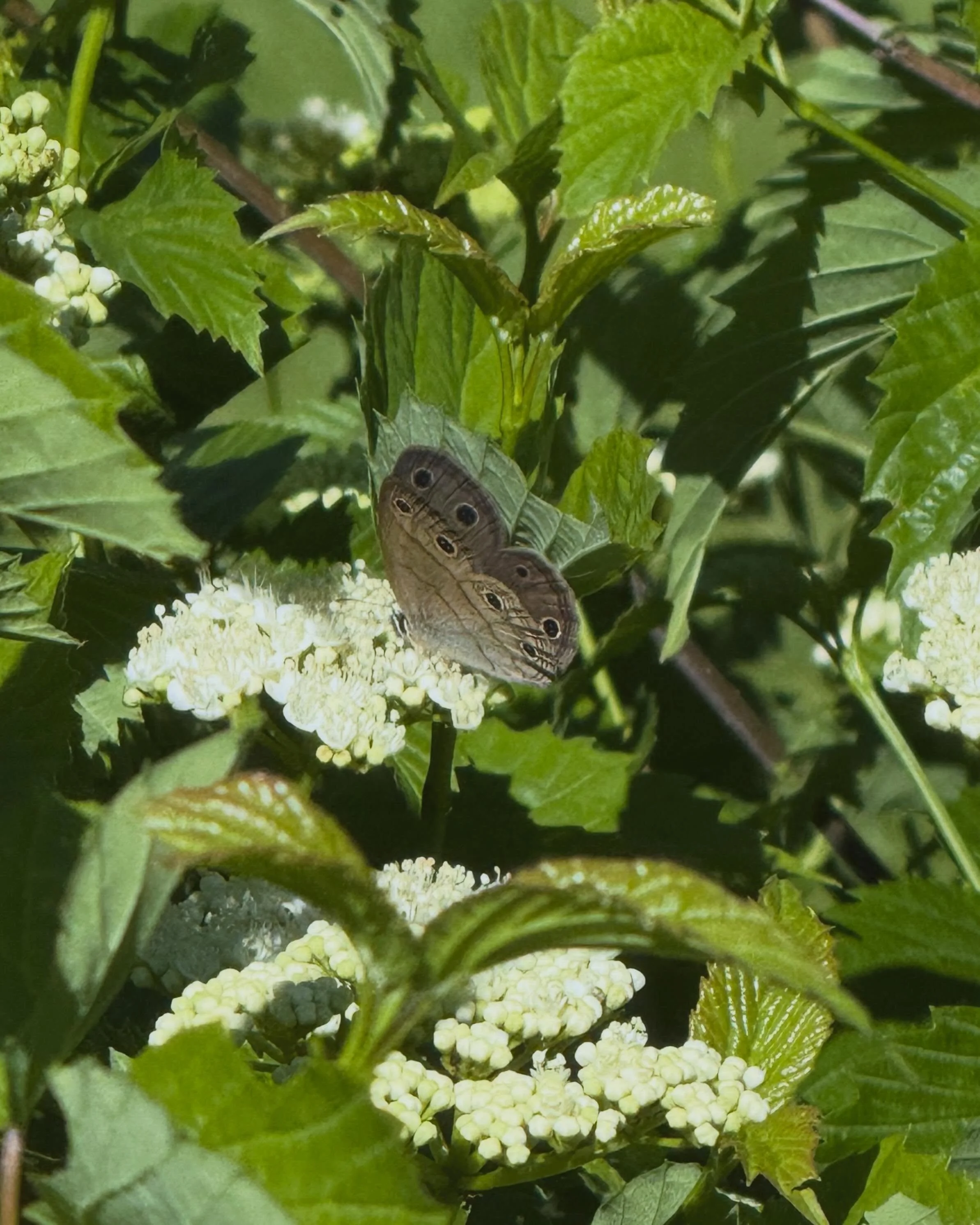 This beautiful visitor greeted us in the gardens at Nancy&rsquo;s House this morning. 🦋

It&rsquo;s a reminder of why the butterfly has remained at the heart of the Restorations logo for so many years.

Butterflies symbolize transformation through l