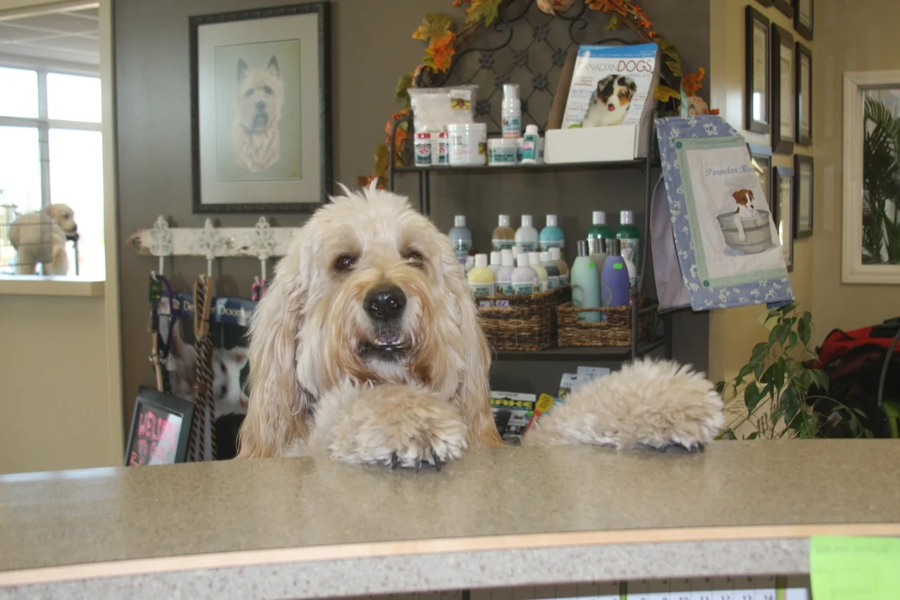 treasured pets resort and spa