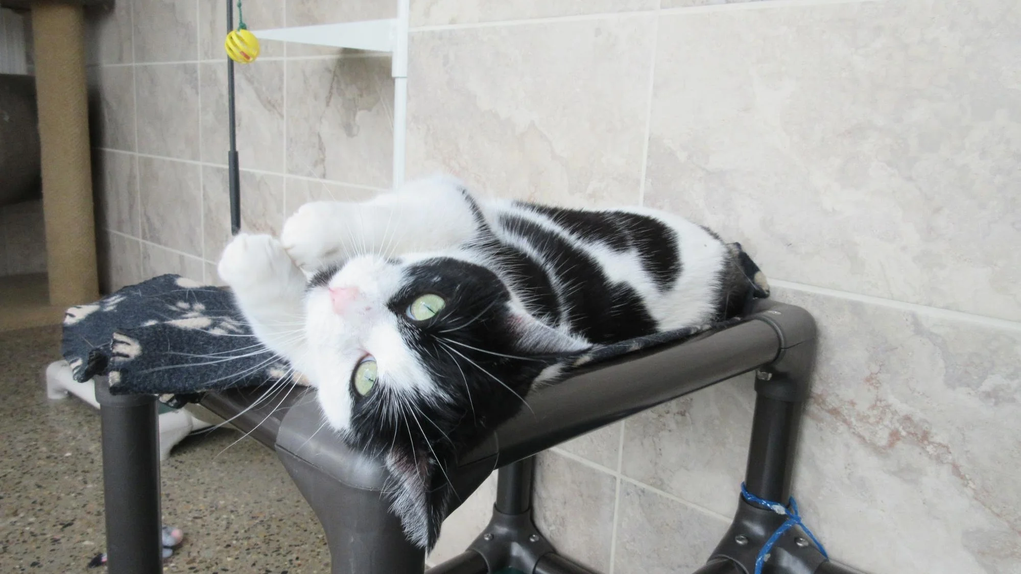 treasured pets resort and spa