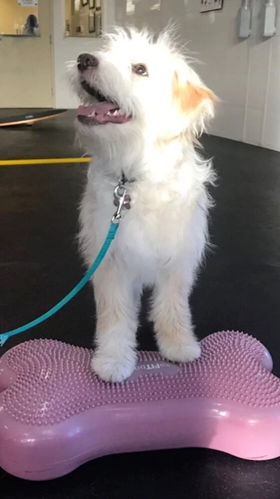 Training — The Paw Resort & Wellness Center Pet Grooming, Daycare